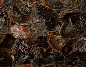 Black Petrified Wood