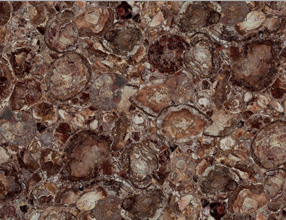 Brown Petrified Wood